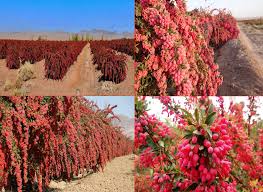 تصویر 4 از قیمت خرید زرشک قاینات با فروش عمده